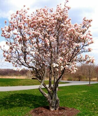 Magnolia &#39;Jane&#39;