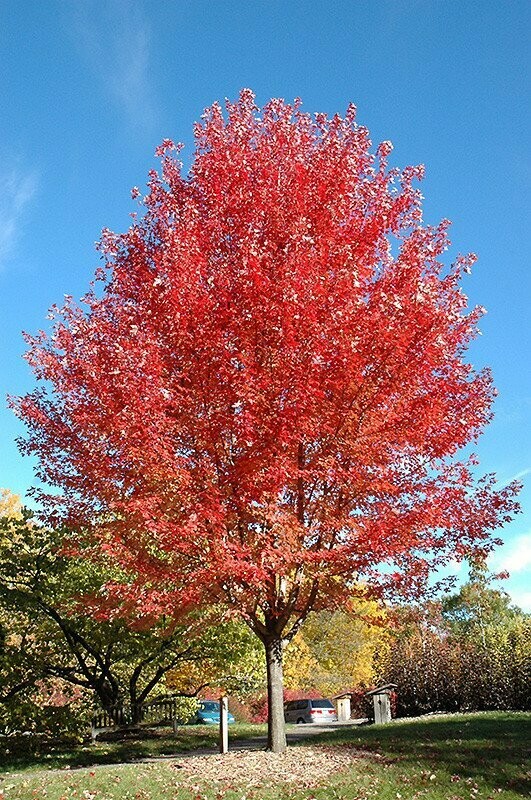 Maple &#39;Autumn Blaze&#39; - Acer X Freemanii