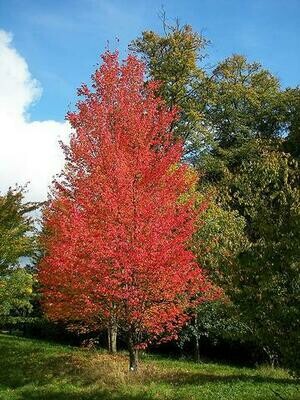 Maple &#39;Red Sunset&#39; - Acer Platanoides