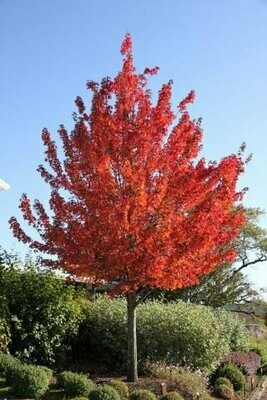 Maple &#39;Redpointe&#39; - Acer Platanoides