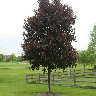 Maple &#39;Crimson King&#39; - Acer Platanoides