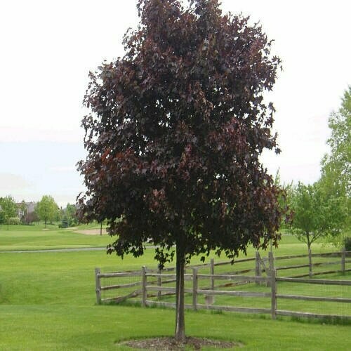 Maple &#39;Crimson King&#39; - Acer Platanoides