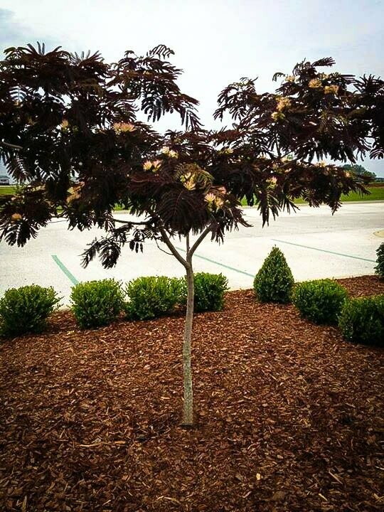 Mimosa Tree  &#39;Summer Chocolate&#39; - Albizia Julibrissin