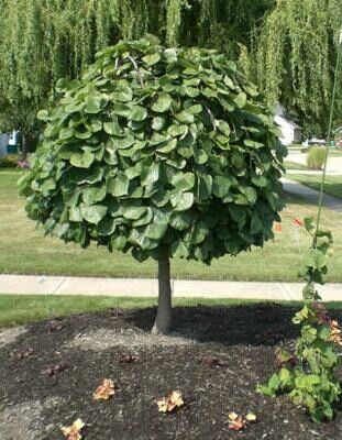 Redbud &#39;Cascading Hearts&#39; - Cercis Canadensis