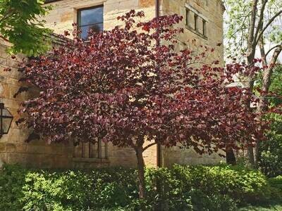 Redbud &#39;Forest Pansy&#39; - Cercis Canadensis