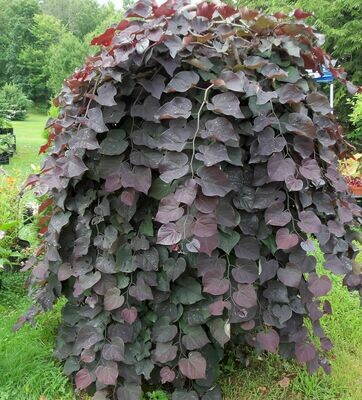 Redbud &#39;Ruby Falls&#39; - Cercis Canadensis