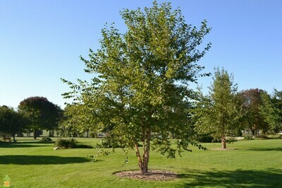 River Birch - Betel Nigra