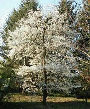 Serviceberry &#39;Shadblow&#39; - Amelanchier Canadensis
