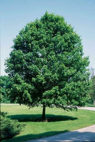 Sugar Maple &#39;Commemoration&#39; - Acer Saccharum