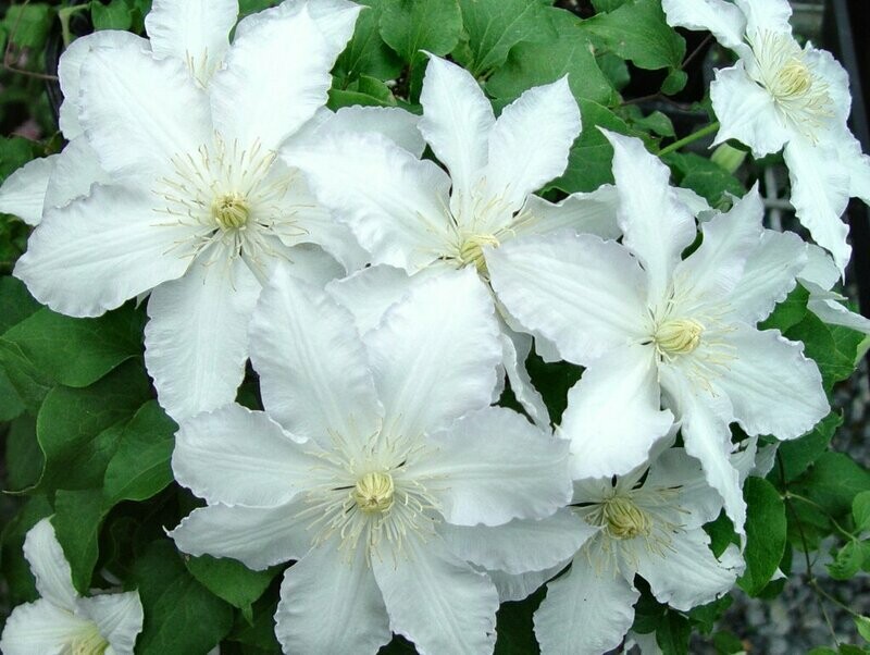 Clematis &#39;Gillian Blades&#39;