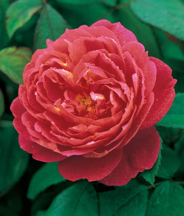 Climbing Rose &#39;Benjamin Britten&#39;
