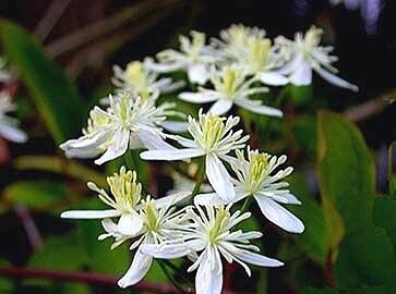 Clematis &#39;Sweet Autumn&#39;