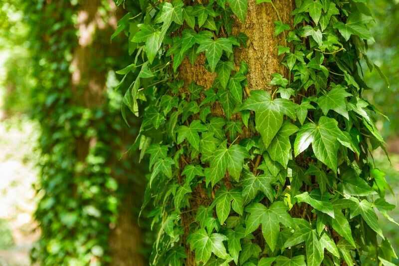 English Ivy