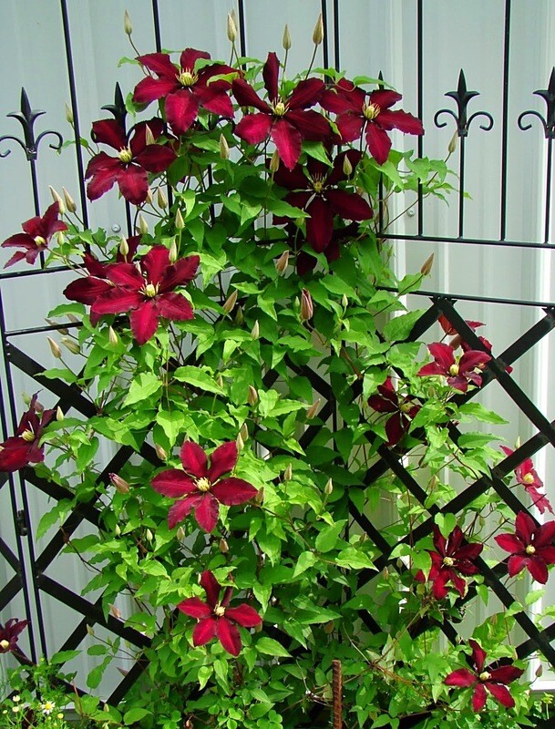 Clematis &#39;Niobe&#39;