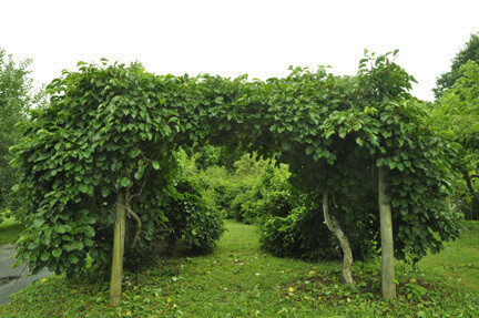 Hardy Kiwi