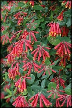 Honeysuckle &#39;Alabama Crimson&#39;