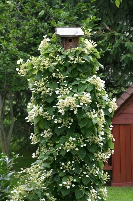 Hydrangea Vines