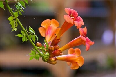 Trumpet Vine &#39;Orange&#39;