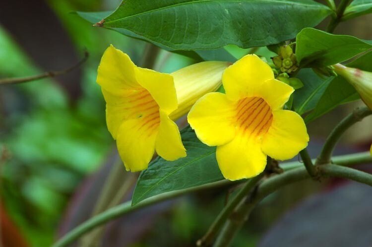 Trumpet Vine &#39;Yellow&#39;