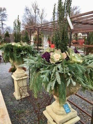 Evergreen Planters