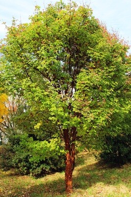 Deciduous Trees
