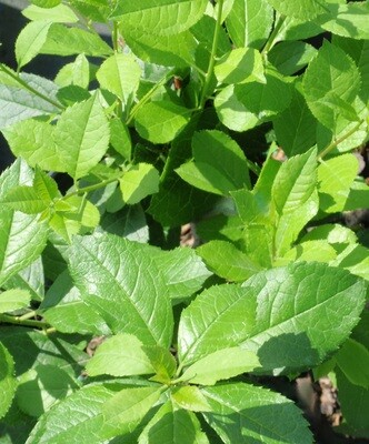 Deciduous Shrubs