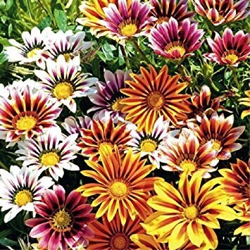 Annuals