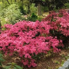 Shrubs