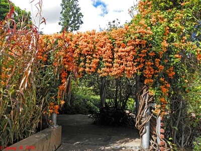 Vines
