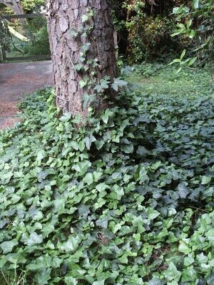 Ground Covers