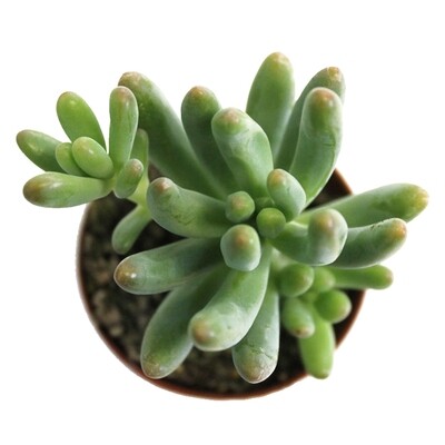 Indoor Plants &amp; Tropicals