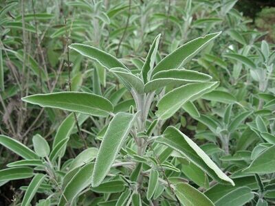 Herbs