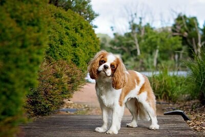 Kingcharlesinspanieli