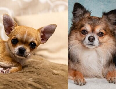 Chihuahua