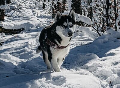 Siperianhusky
