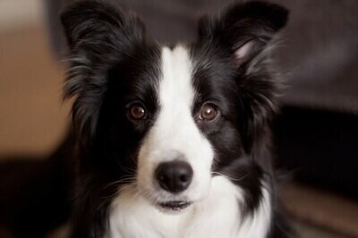 Bordercollie