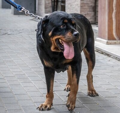 Rottweiler