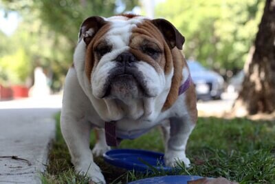 Englanninbulldoggi