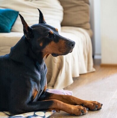 Dobermann