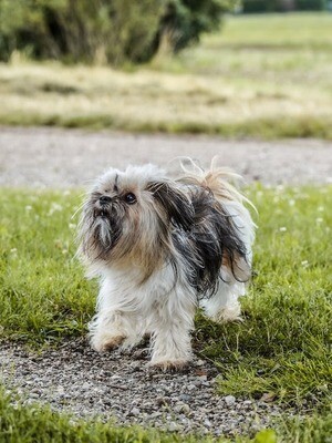Shih tzu