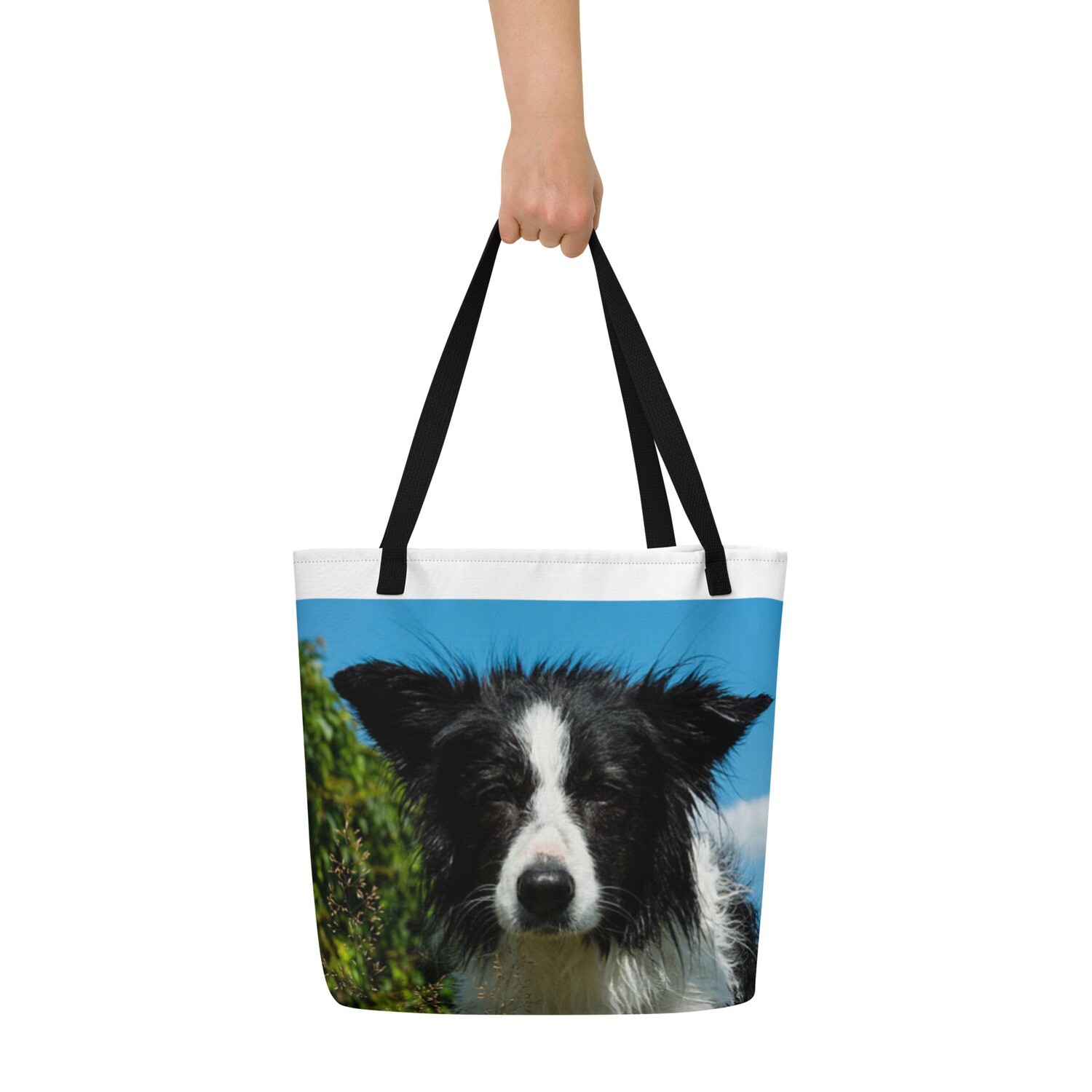 Bordercollie kassi
