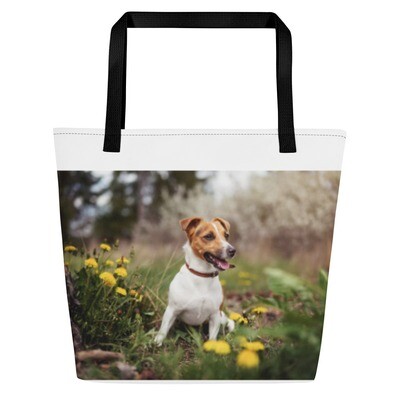 Jackrusselinterrieri kassi