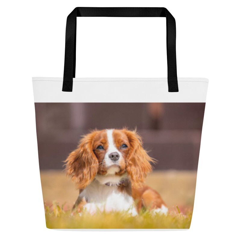 Kingcharlesinspanieli kassi