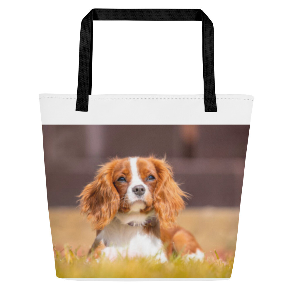 Kingcharlesinspanieli kassi, Kahvan väri: Musta