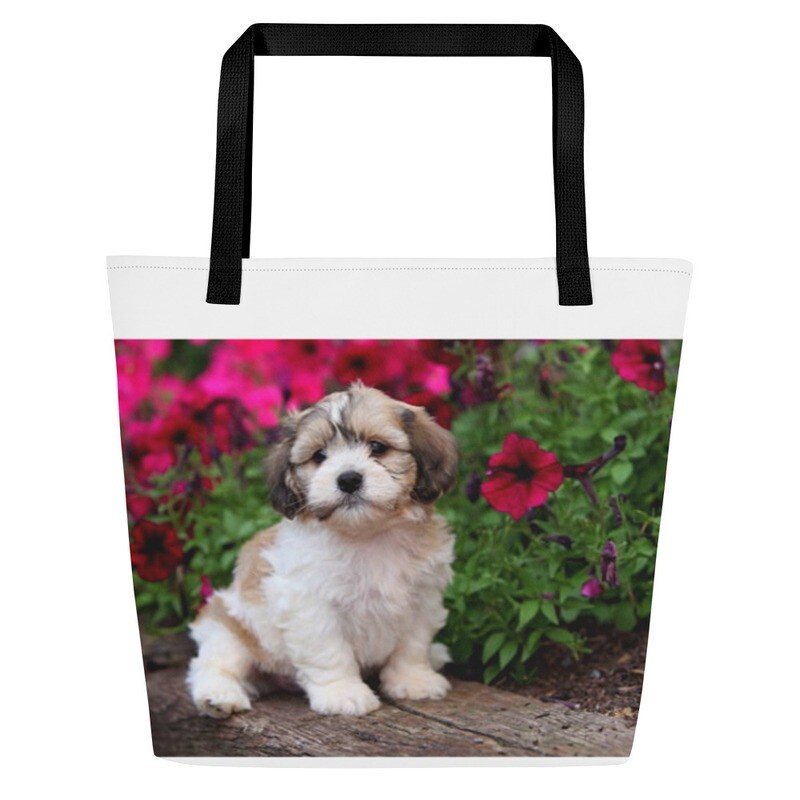 Shih tzu - kassi