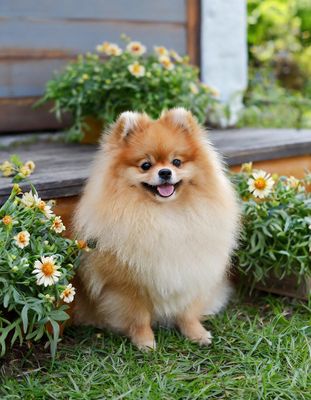 Pomeranian