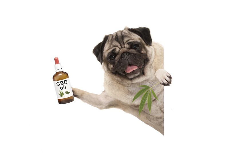 CBD DOG CALMING TINCTURE - 300mg CBD Living