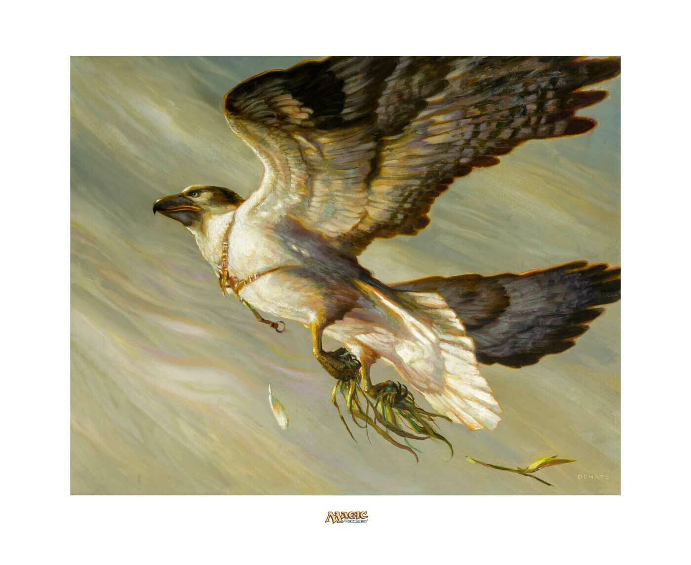 Cartographer&#39;s Hawk