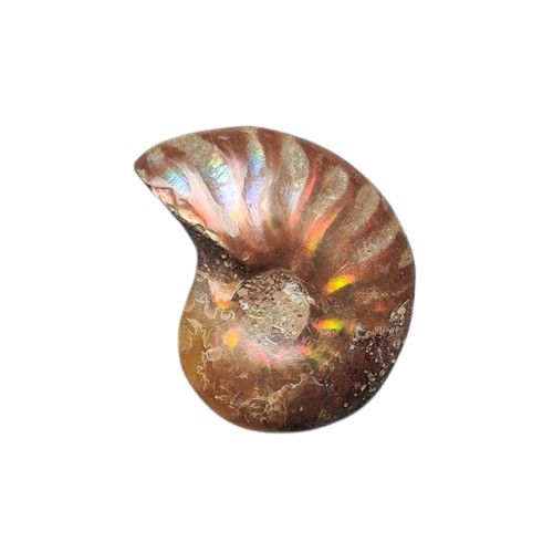 Ammonite Fossil