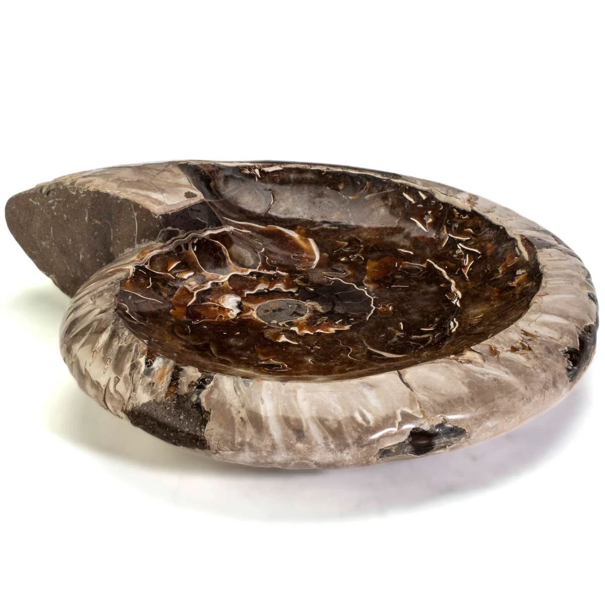 Ammonite Bowl - 7"